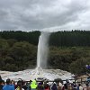 The Lady Knox Geyser is one of the most visited geysers in Rotorua